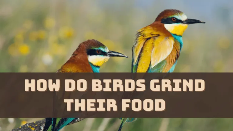 How Do Birds Grind Their Food