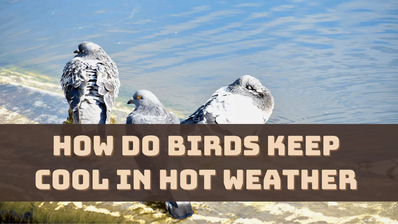 How Do Birds Keep Cool in Hot Weather