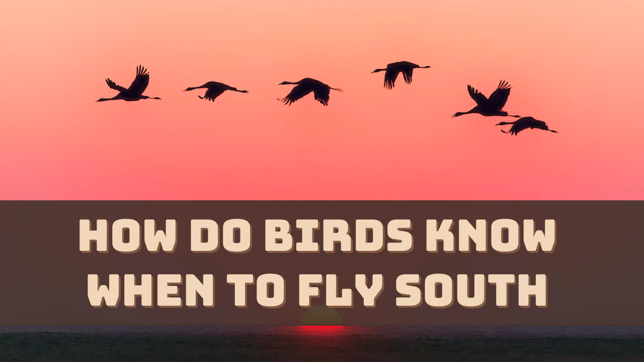 How Do Birds Know When To Fly South