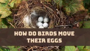 How Do Birds Move Their Eggs