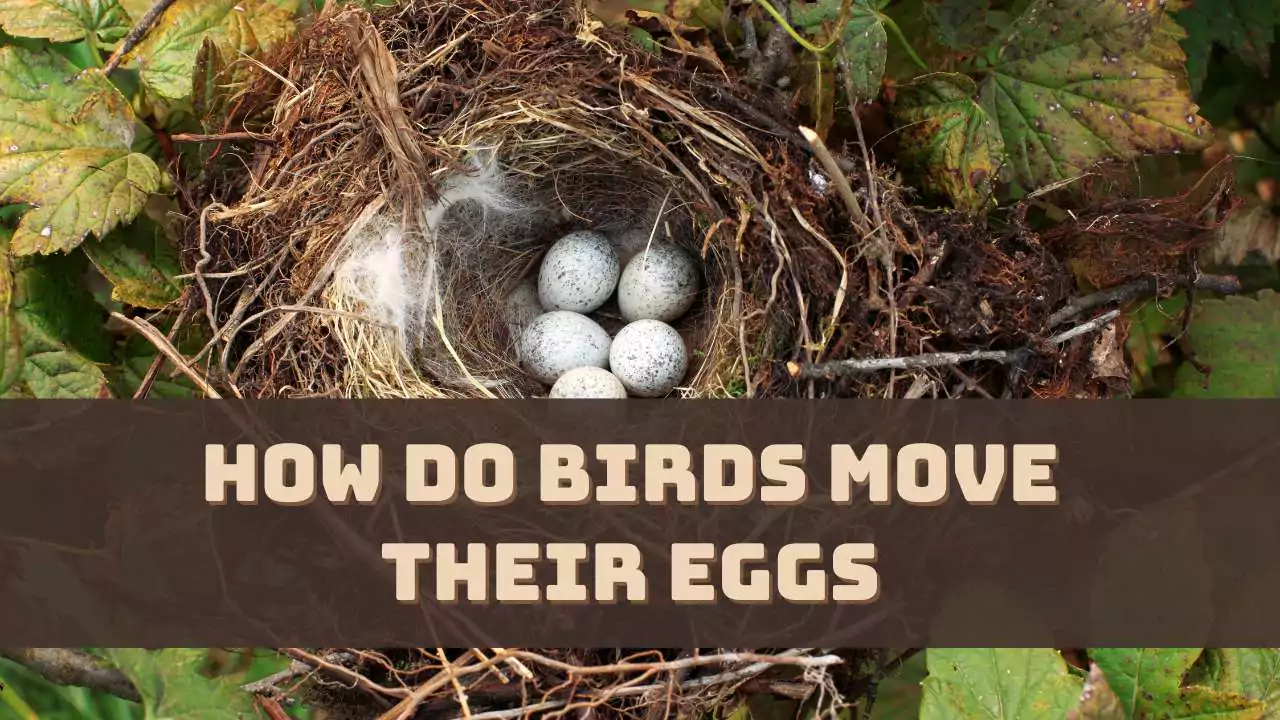 How Do Birds Move Their Eggs