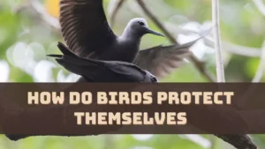 How Do Birds Protect Themselves