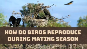 How Do Birds Reproduce During Mating Season