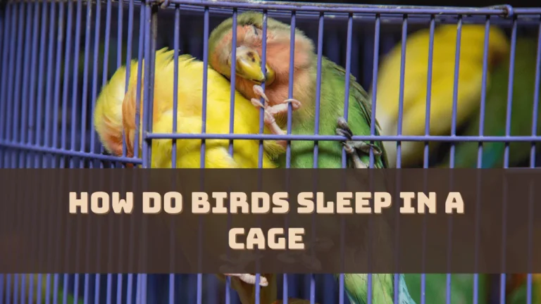 How Do Birds Sleep in a Cage