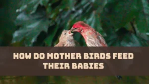 How Do Mother Birds Feed Their Babies