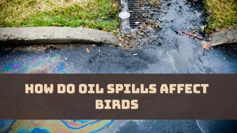 How Do Oil Spills Affect Birds