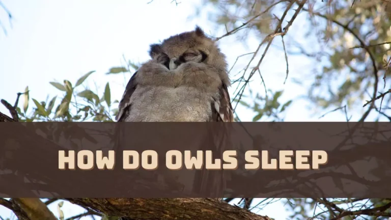 How Do Owls Sleep