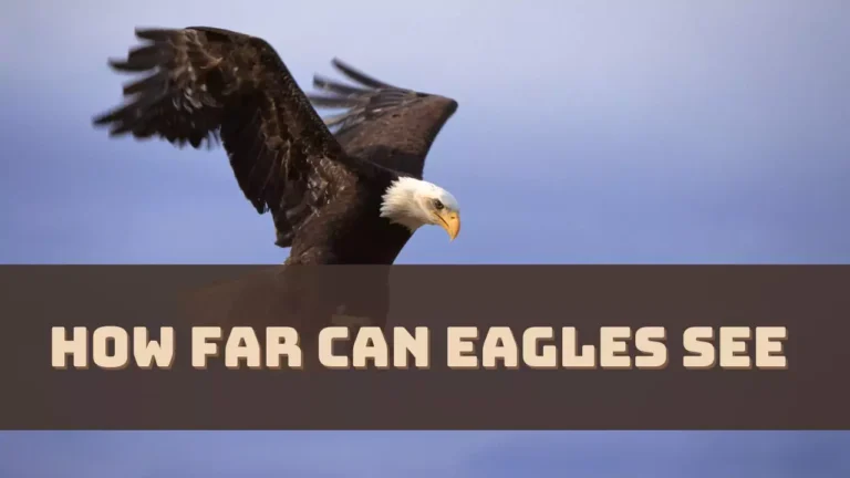 How Far Can Eagles See