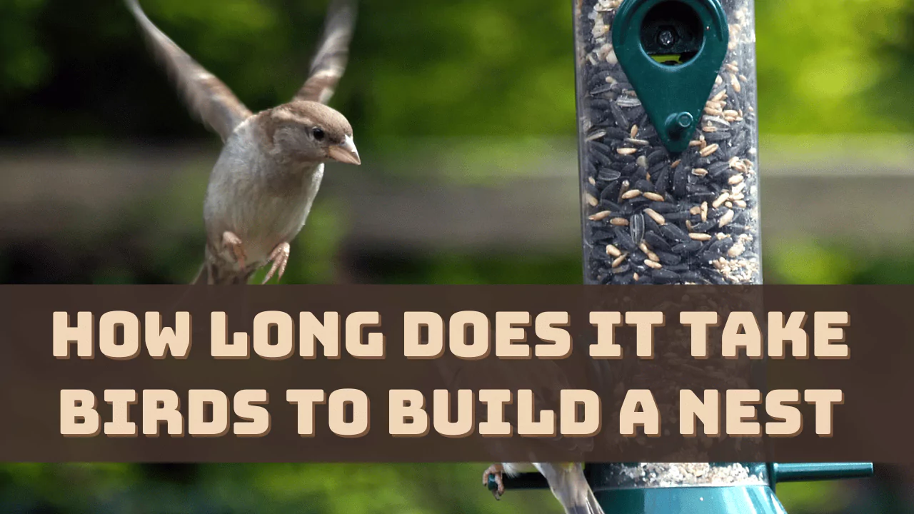 How Long Does it Take Birds to Build a Nest