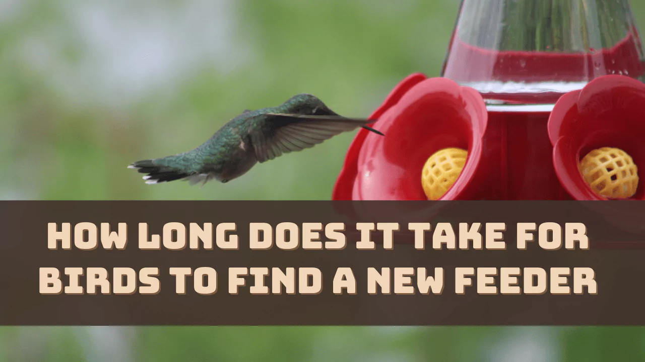 How Long Does it Take for Birds to Find a New Feeder