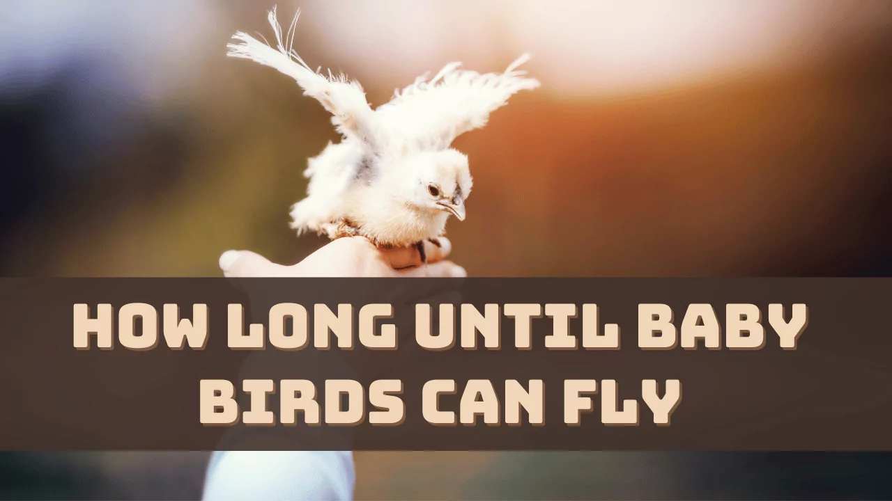 How Long Until Baby Birds Can Fly