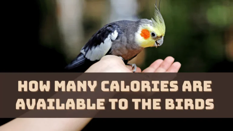 How Many Calories Are Available to the Birds