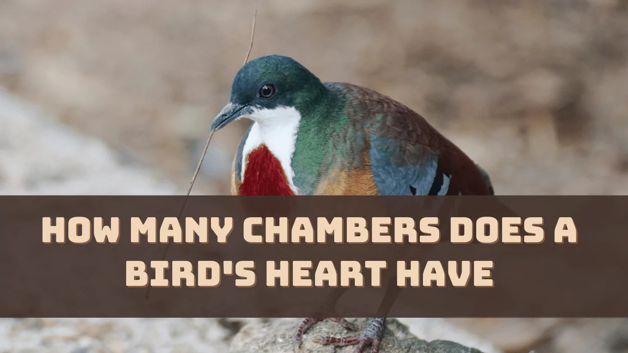 How Many Chambers Does A Bird's Heart Have