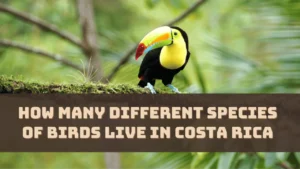 How Many Different Species of Birds Live in Costa Rica