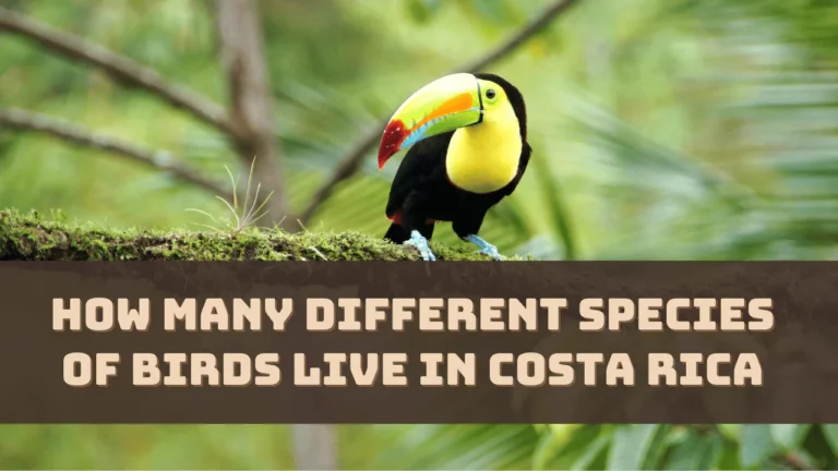 How Many Different Species of Birds Live in Costa Rica