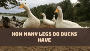 How Many Legs Do Ducks Have