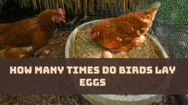 How Many Times in a Year Do Birds Lay Eggs