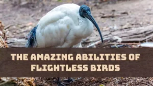 the-amazing-abilities-of-flightless-birds