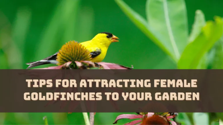 tips-for-attracting-female-goldfinches-to-your-garden