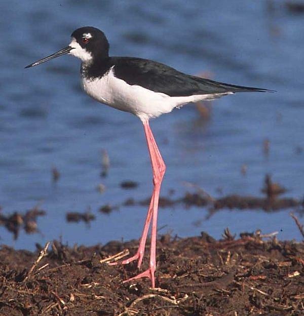 Ae’o (Himantopus mexicanus knudseni)