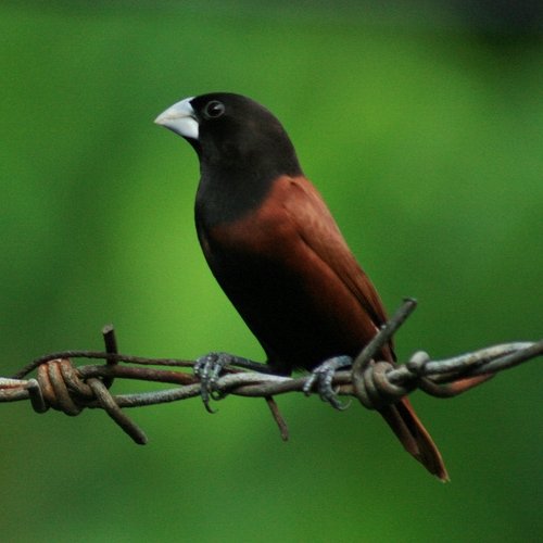 Chestnut Munia (Lonchura atricapilla)