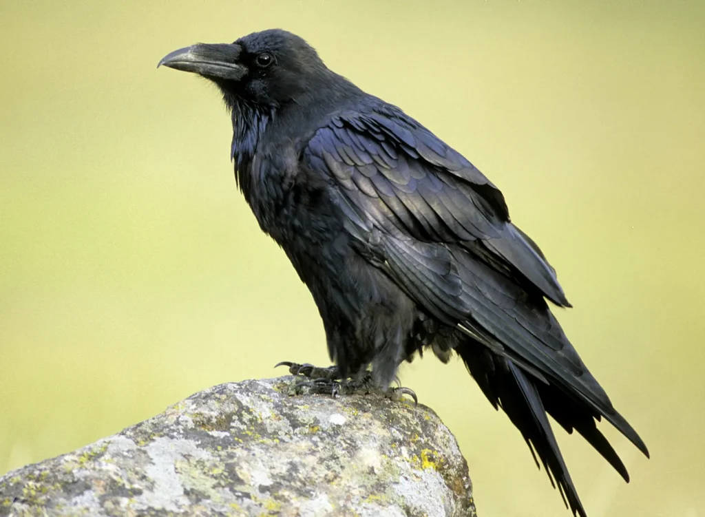 Common Raven