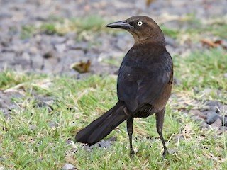 Great Tailed Grackle