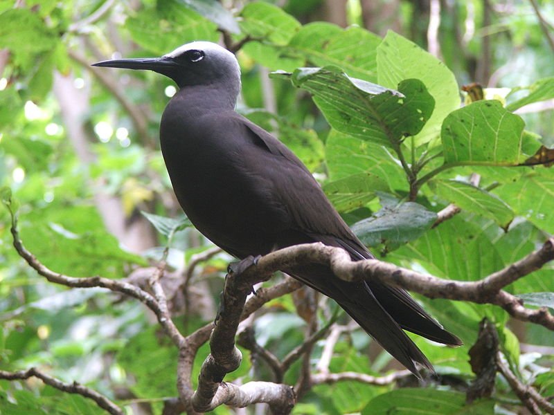 Hawaiian Noddy (Anous minutus)