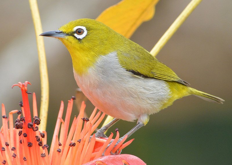 Japanese White eye