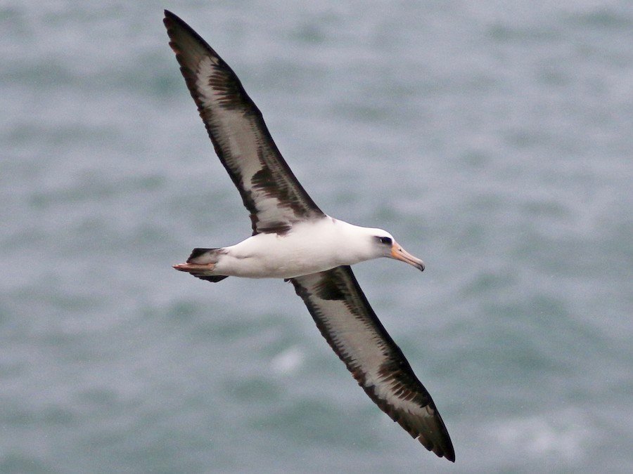 Laysan Albatross