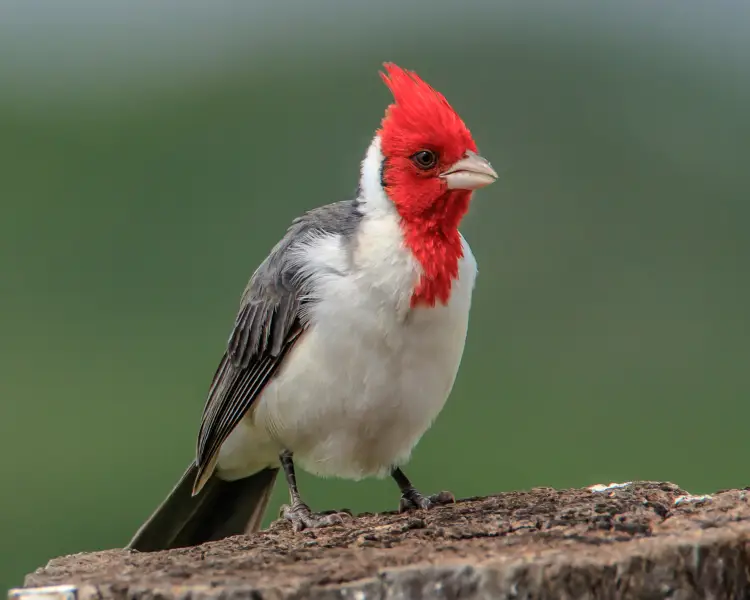 Red-crested Cardinal