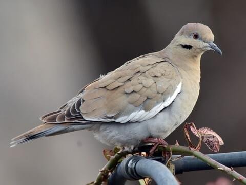 Wing Winged Dove