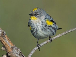  Yellow-Rumped Warbler