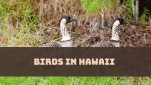 Birds in Hawaii