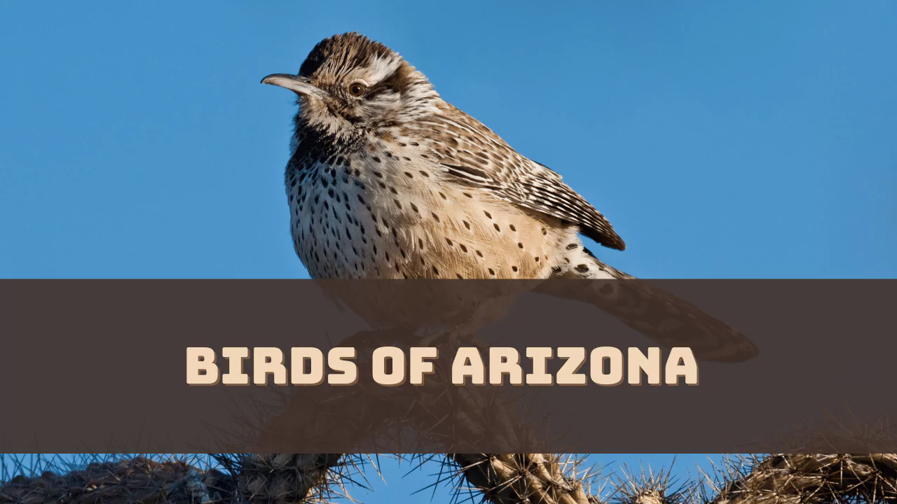 Birds of Arizona