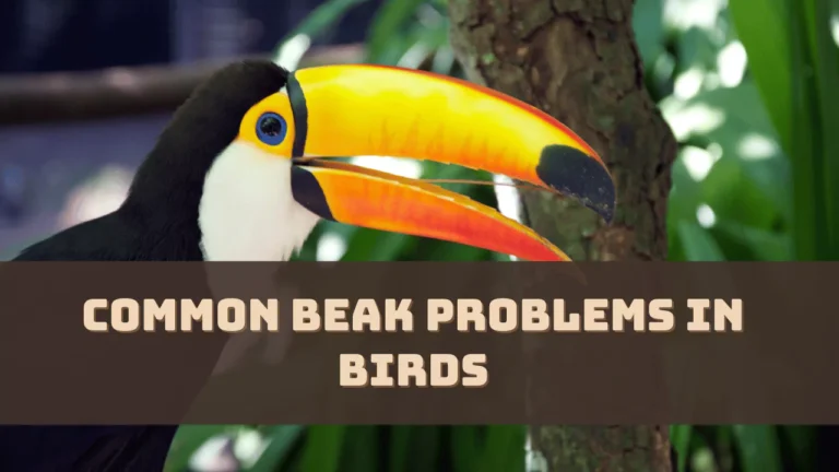 Common Beak Problems in Birds