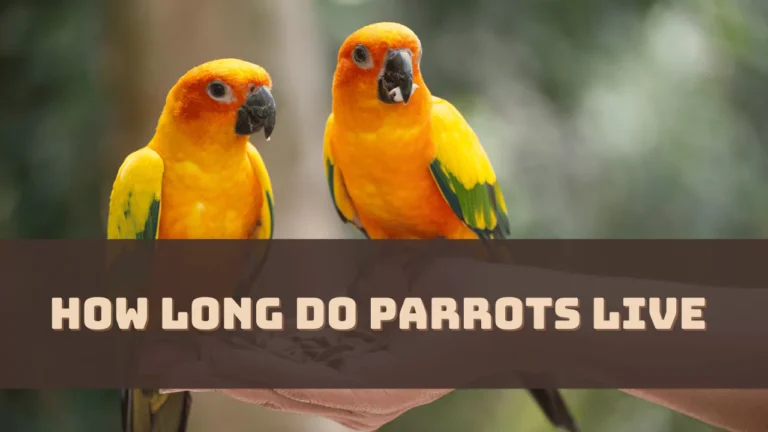 How Long Do Parrots Live