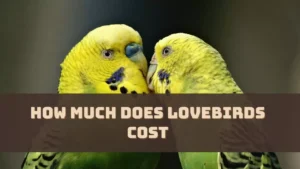 How Much Does Lovebirds Cost