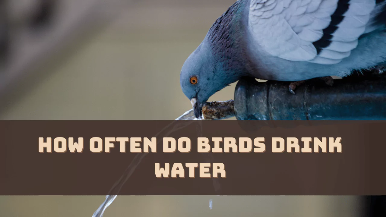 How Often Do Birds Drink Water