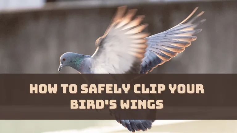 How to Safely Clip Your Bird's Wings