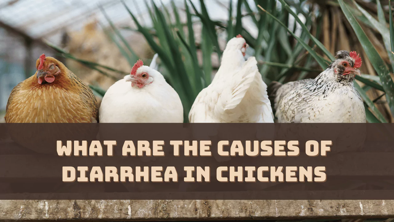 What Are the Causes of Diarrhea in Chickens