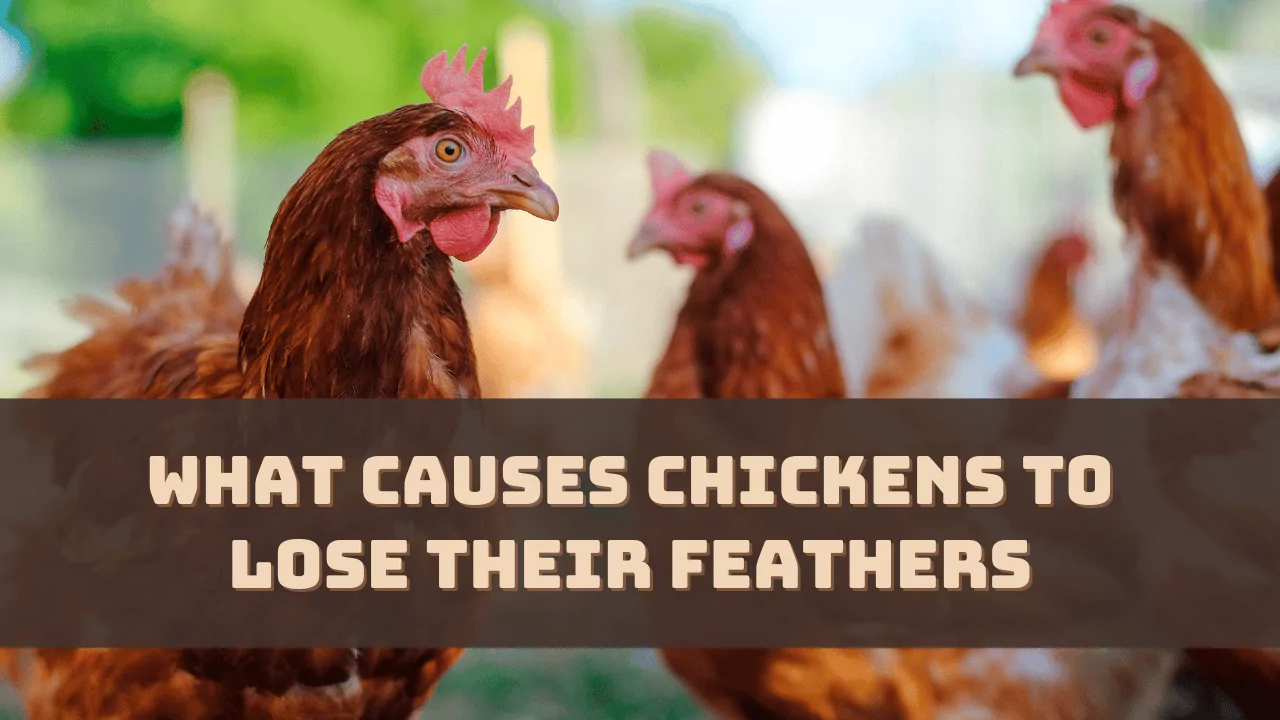 What Causes Chickens to Lose Their Feathers