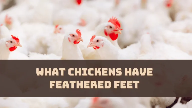 What Chickens Have Feathered Feet