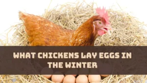 What Chickens Lay Eggs In The Winter