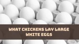 What Chickens Lay Large White Eggs