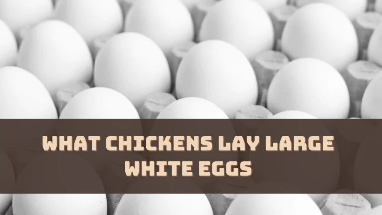 What Chickens Lay Large White Eggs