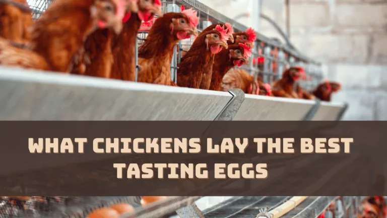 What Chickens Lay The Best Tasting Eggs