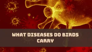 What Diseases Do Birds Carry