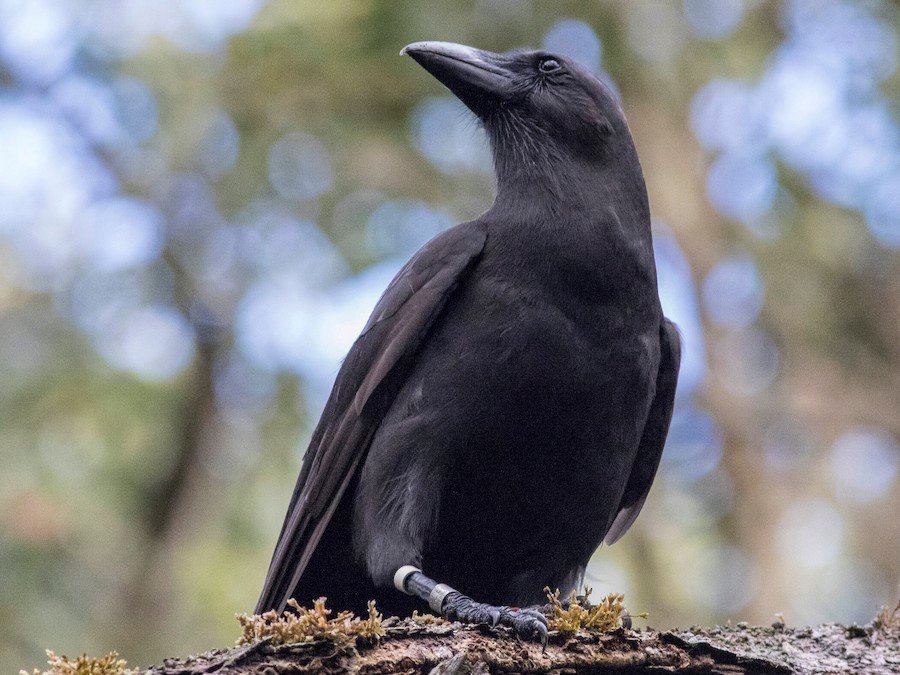 ‘Alala (Corvus hawaiiensis)