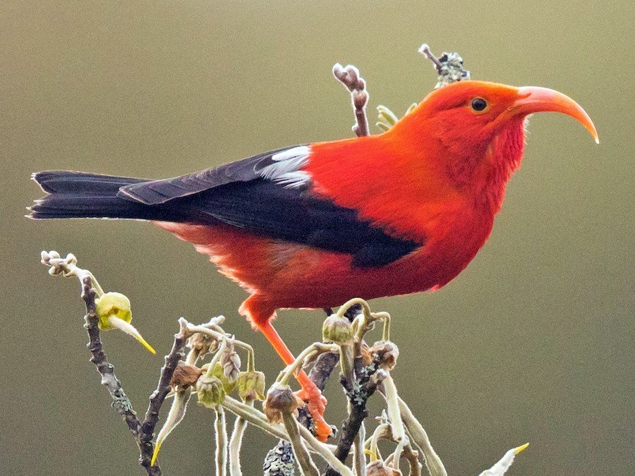 ‘I’iwi (Drepanis coccinea)